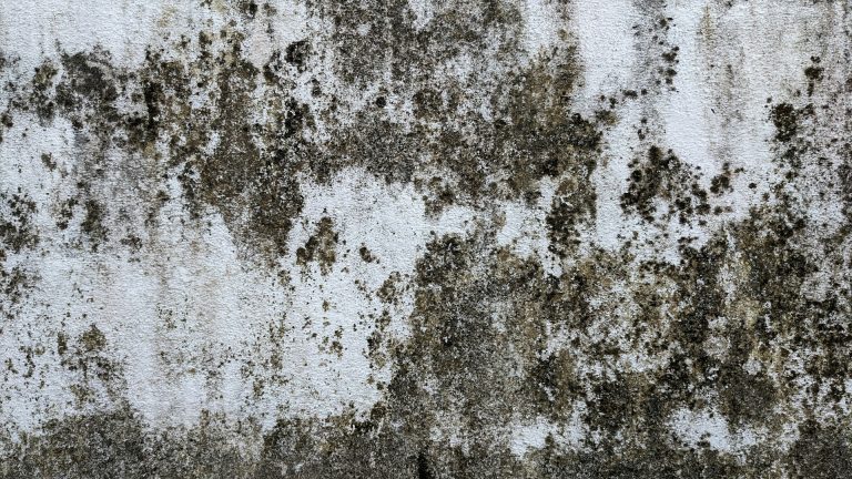 How to Clean Mould from Walls & Ceilings